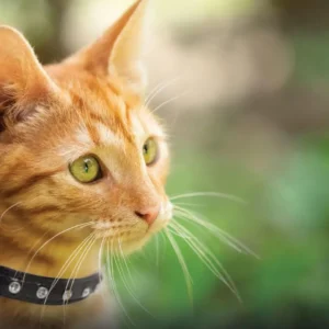Athens Cat Collars