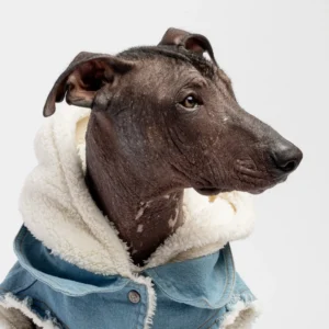 Justin Denim Dog Jacket Distressed Jean Jacket with Sherpa Lining & Hood