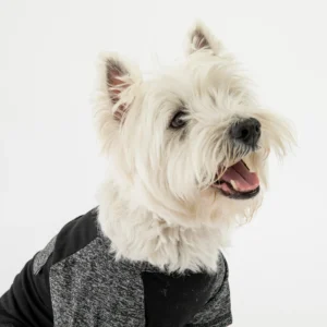 Urban Fit Dog Tee Black Athletic T-Shirt with Pocket & Raglan Sleeves